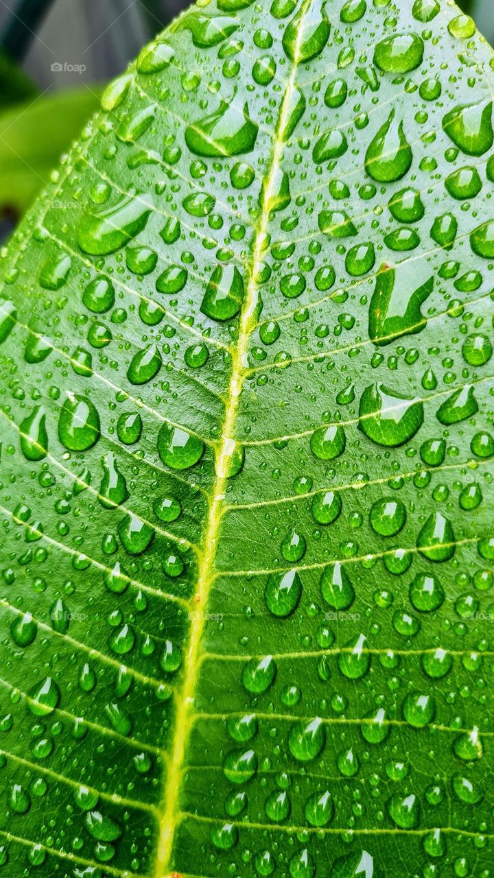 Rain drops on Frangipani leaf