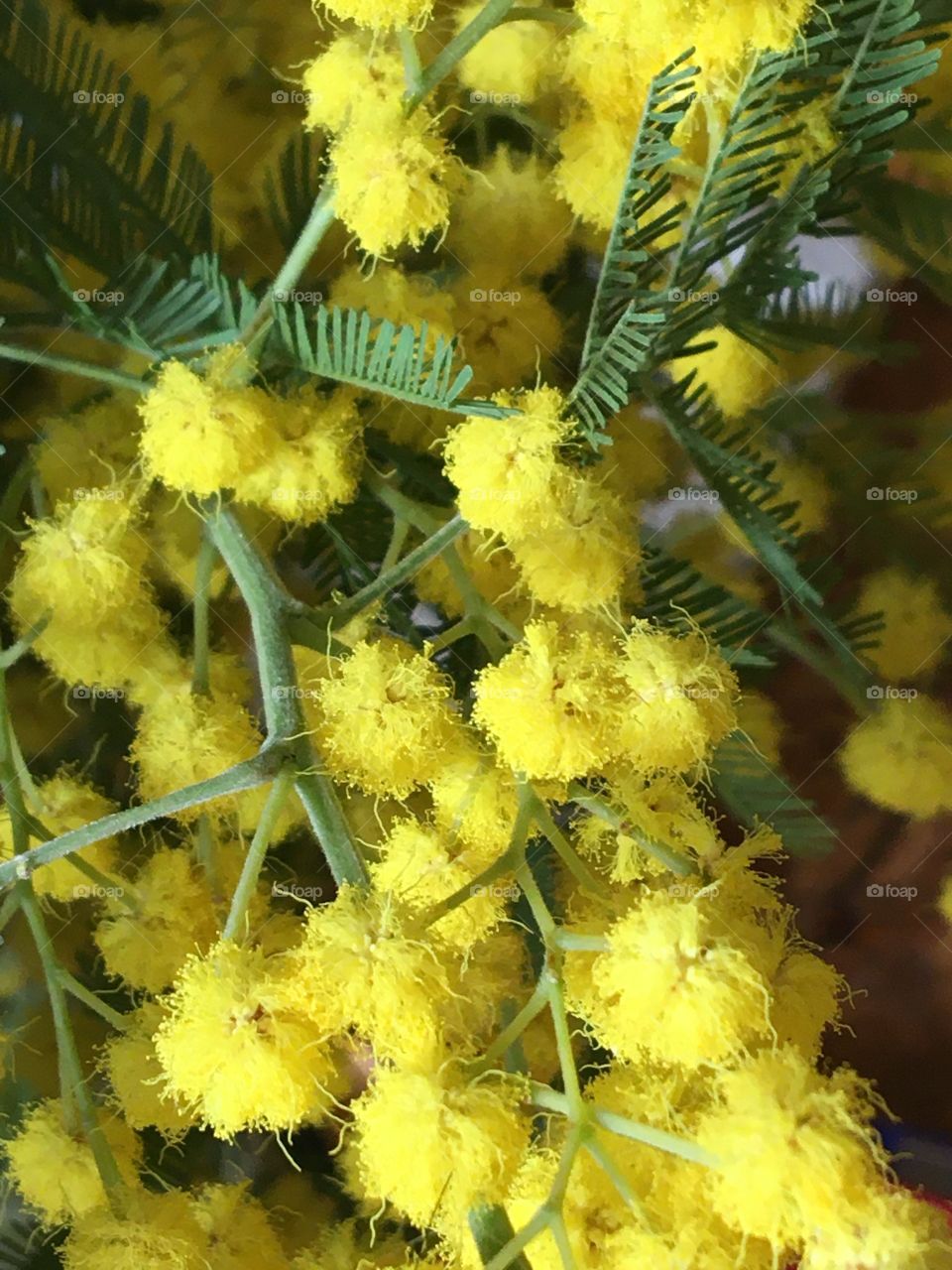 Mimosa flower