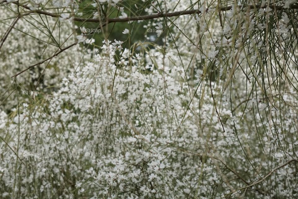 thousands of white flowers