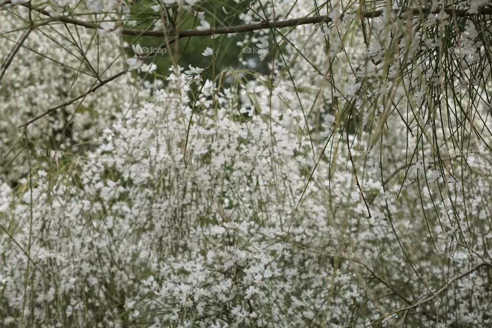 thousands of white flowers