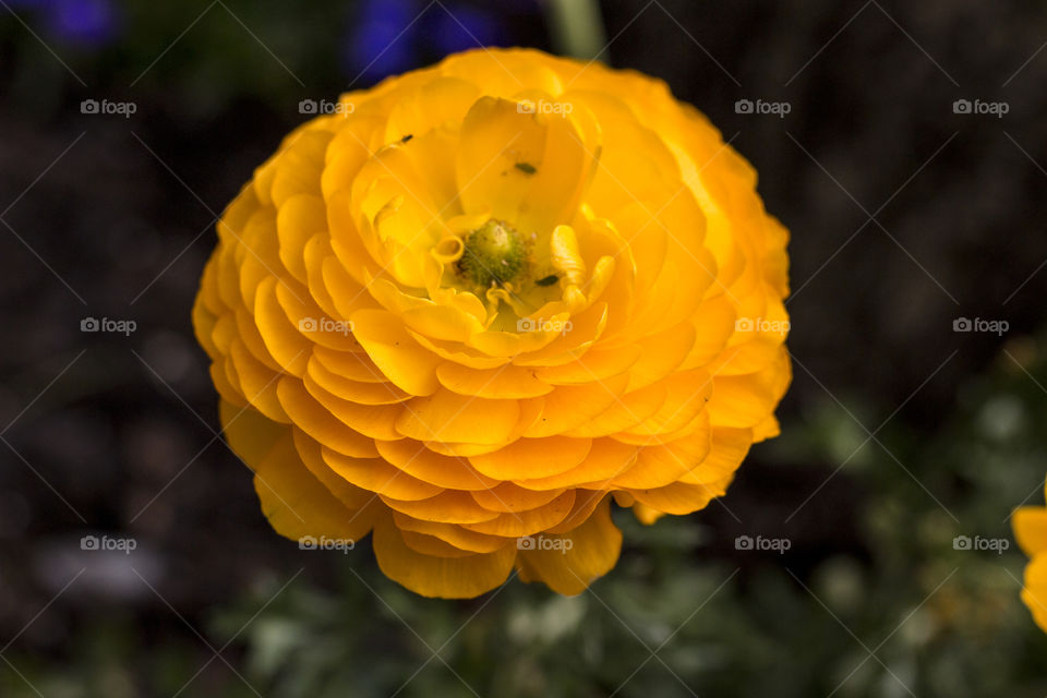 Yellow flower