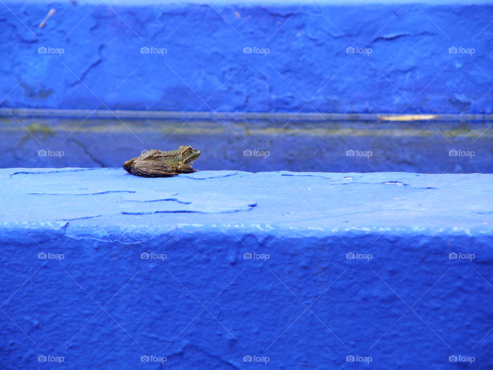 A Little Frog on the Bright Blue Wall