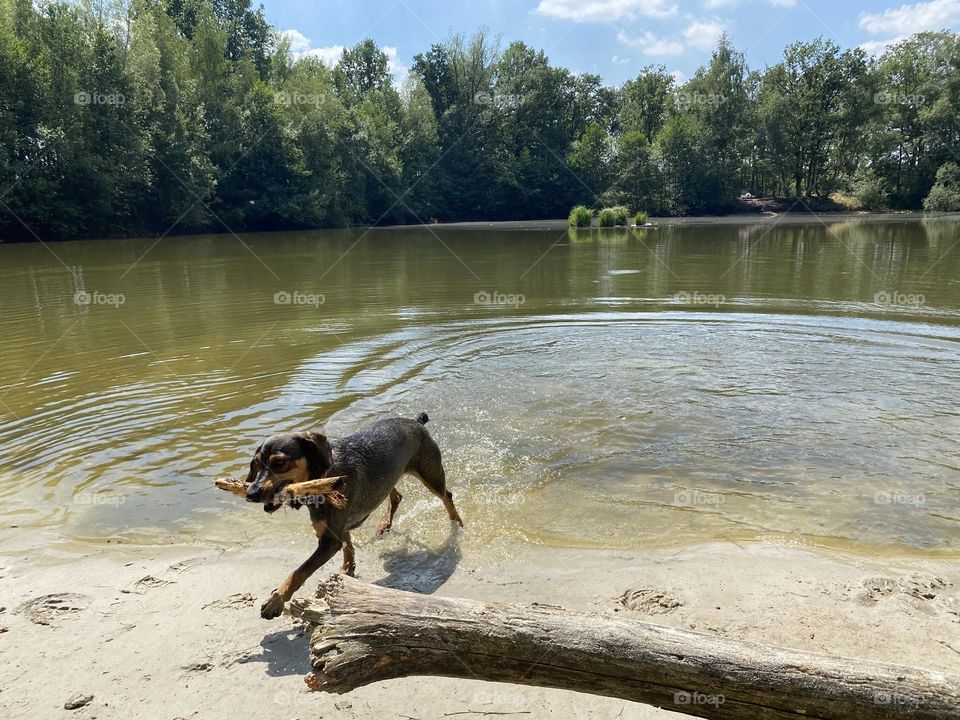Cooling off in the Lake 