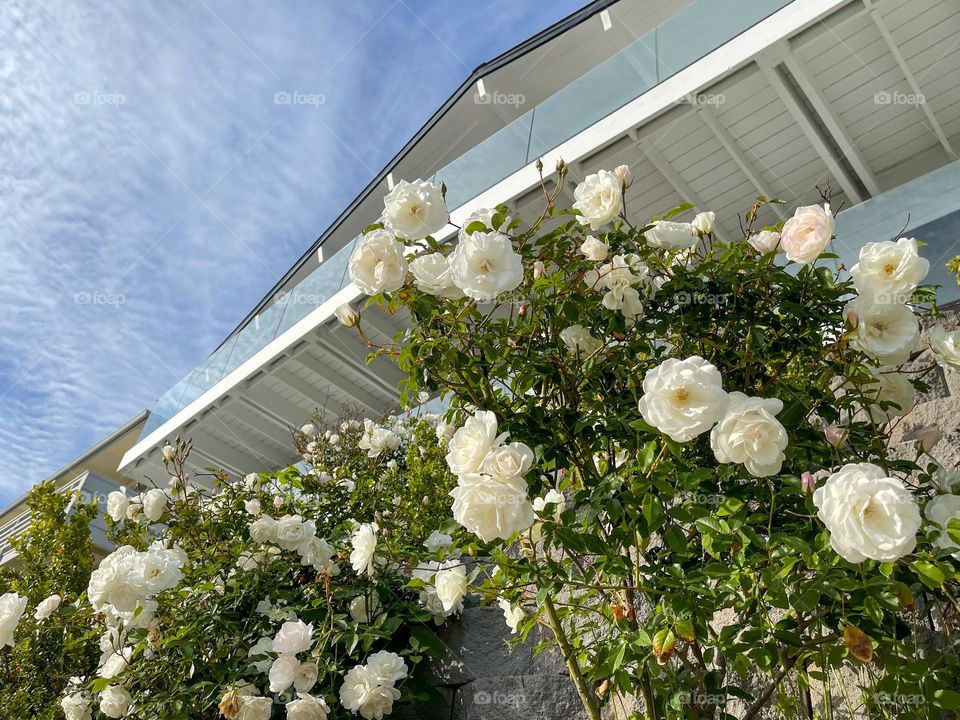 fancy flowery view from the sidewalk in Bird Rock