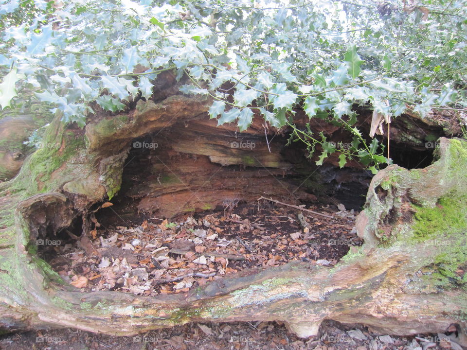 Hollow Tree