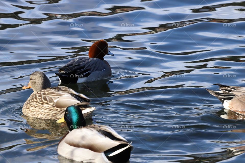 Colourful ducks swimming 