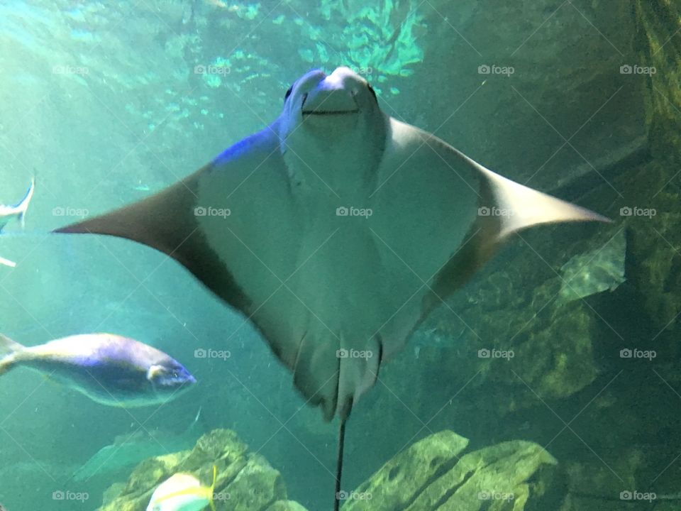 Stingray at the Ripley’s Aquarium Toronto. We were told that they are fed fresh squid. 