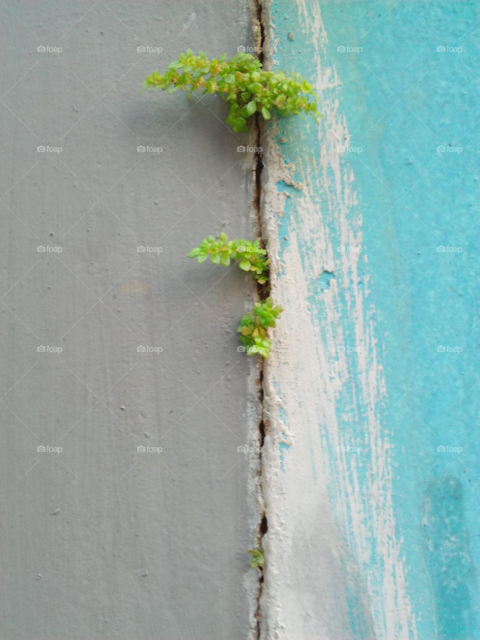 plants on the wall