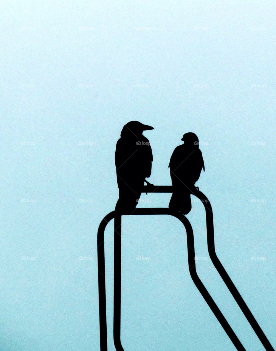 birds animals silhoutte blue-sky by landon