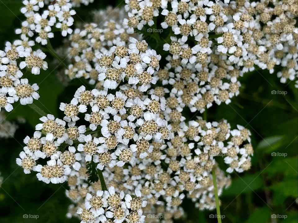 Flower, Flora, Nature, Floral, Summer