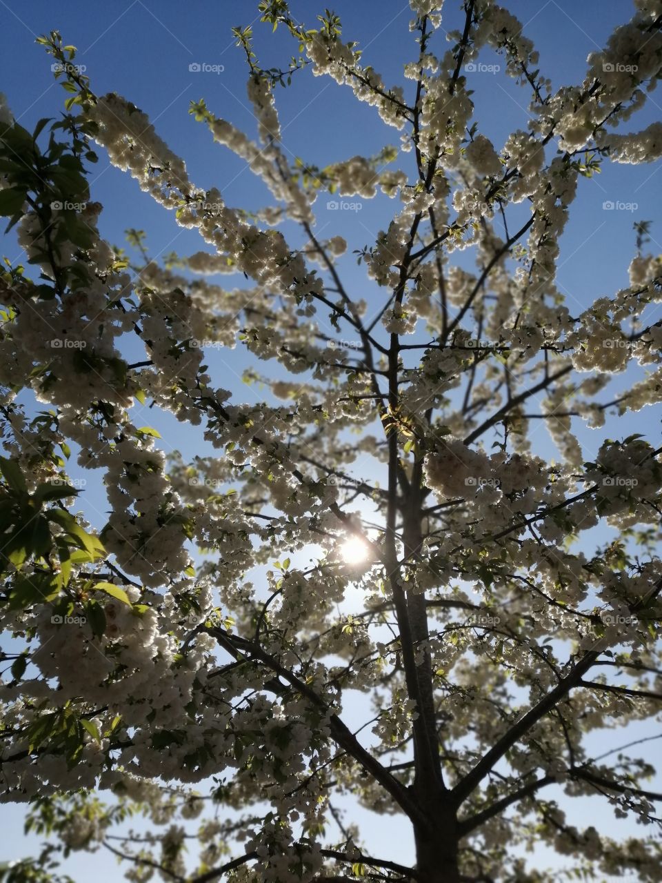 Tree, blooming, spring