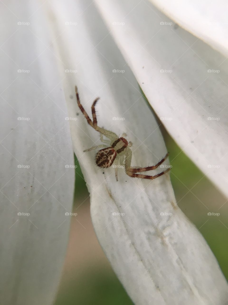 Tiny spider on daisy