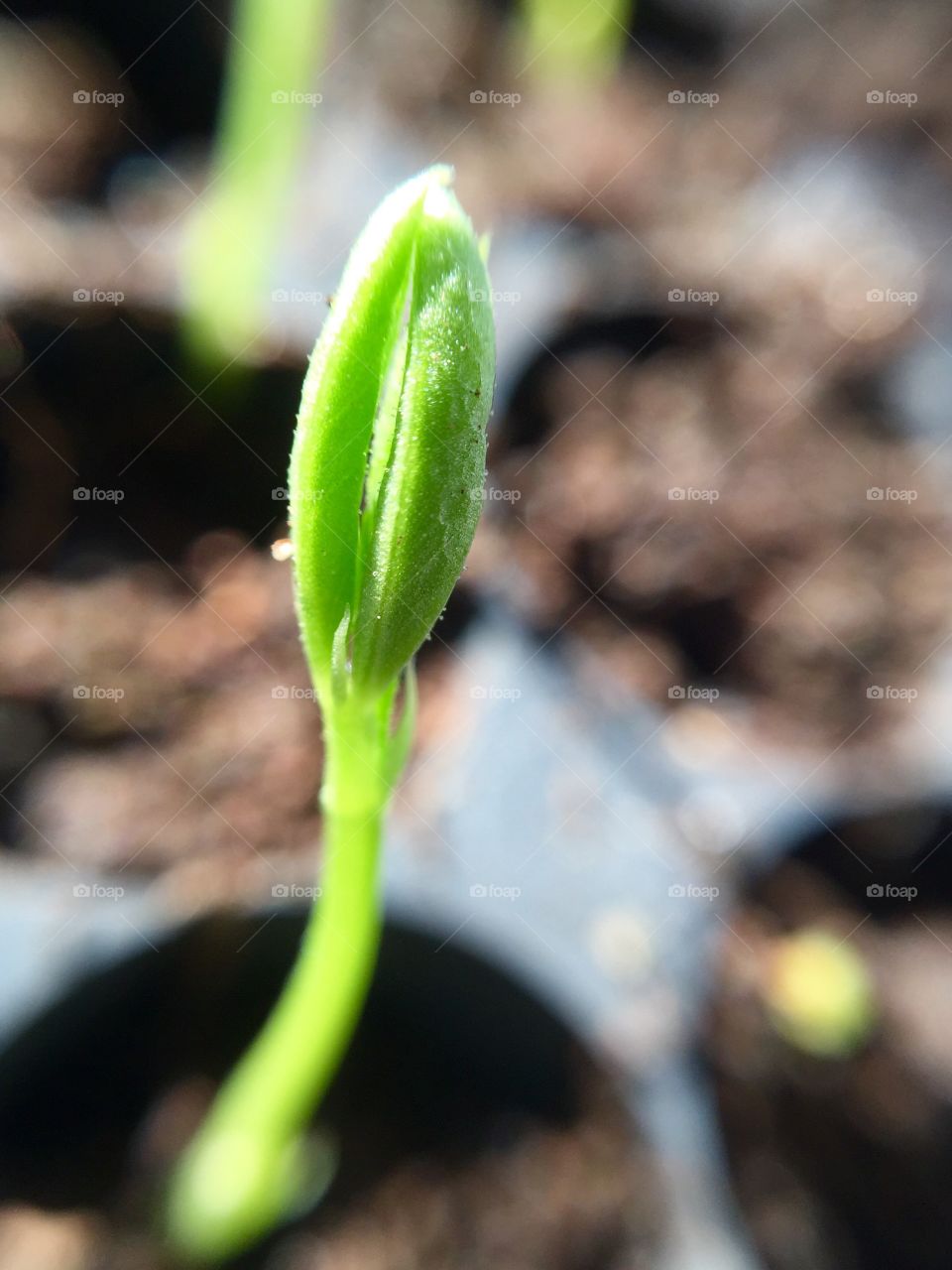 Tea tree sprouting . Tea tree shoots