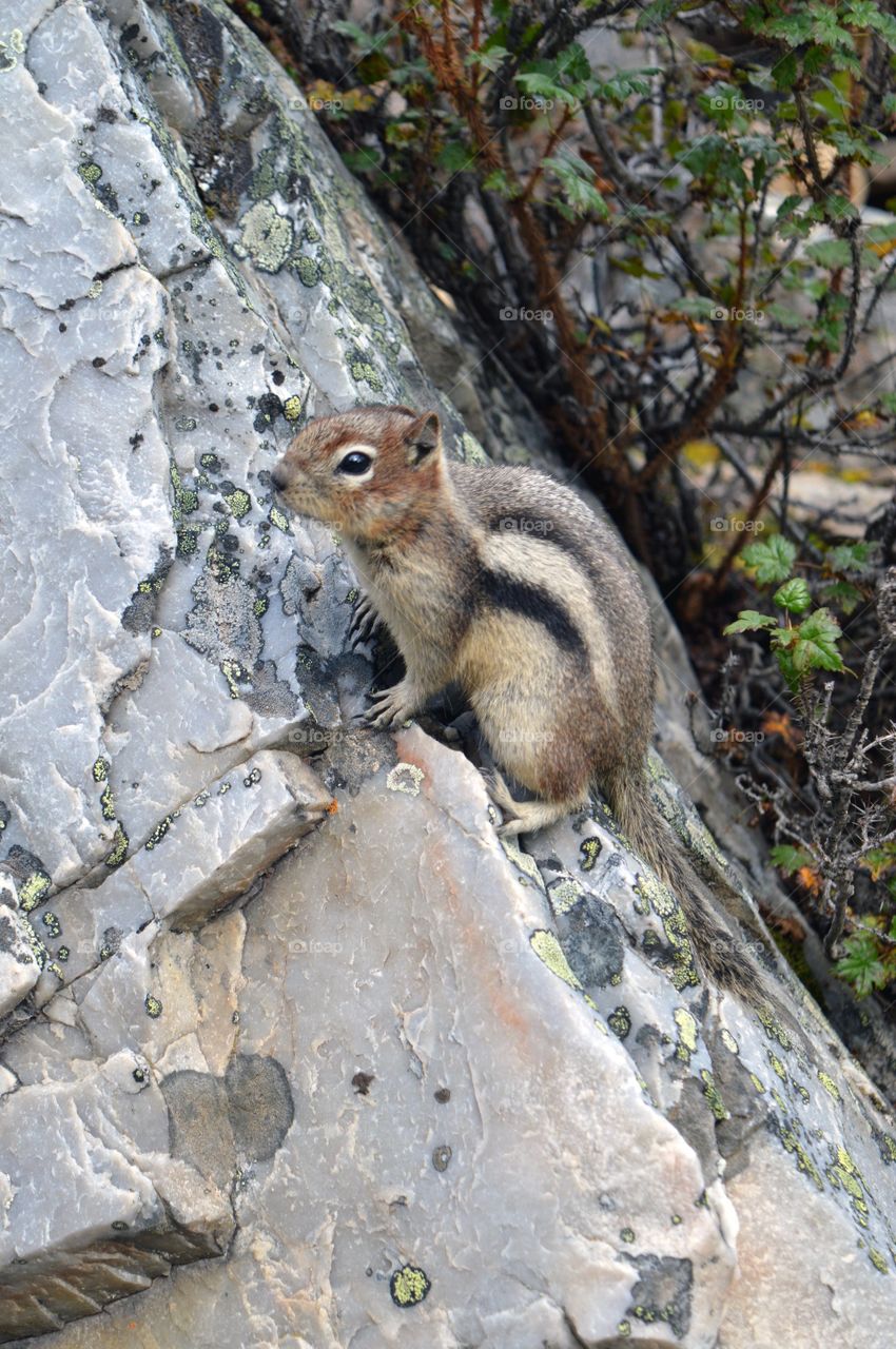 Crouching Chipmunk on top of the rock in the forest. Hit adorable little rodent eyes look at you saying "Can has nuts?".