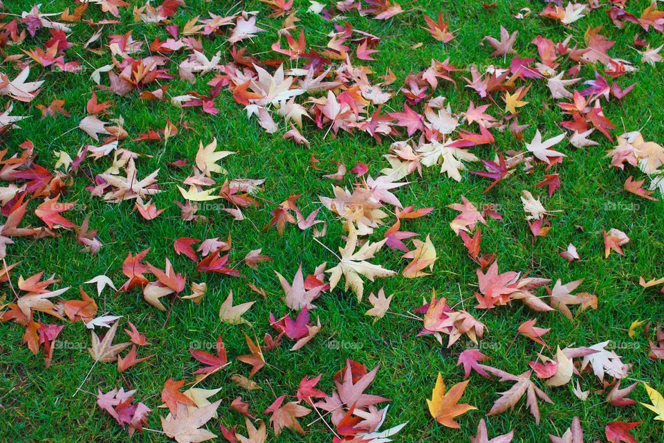 The most beautiful autumn scene.  Close up of autumn fallen maple leaves on green grass