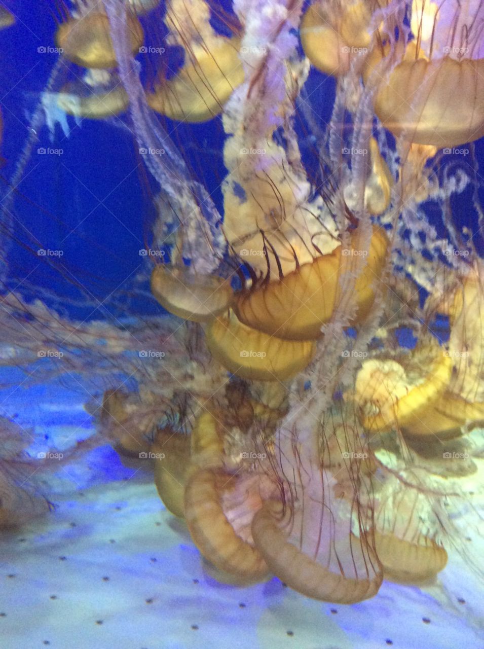 Jellyfish 3. At aquarium of the pacific