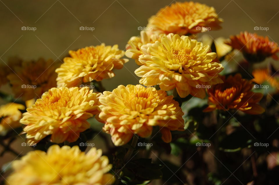 I was walking in my backyard when I can across these small flowers. I was drawn in by their beauty and decided to capture it into a photo. However, the picture does not do them justice. Only the eye can capture the full beauty of a flower.