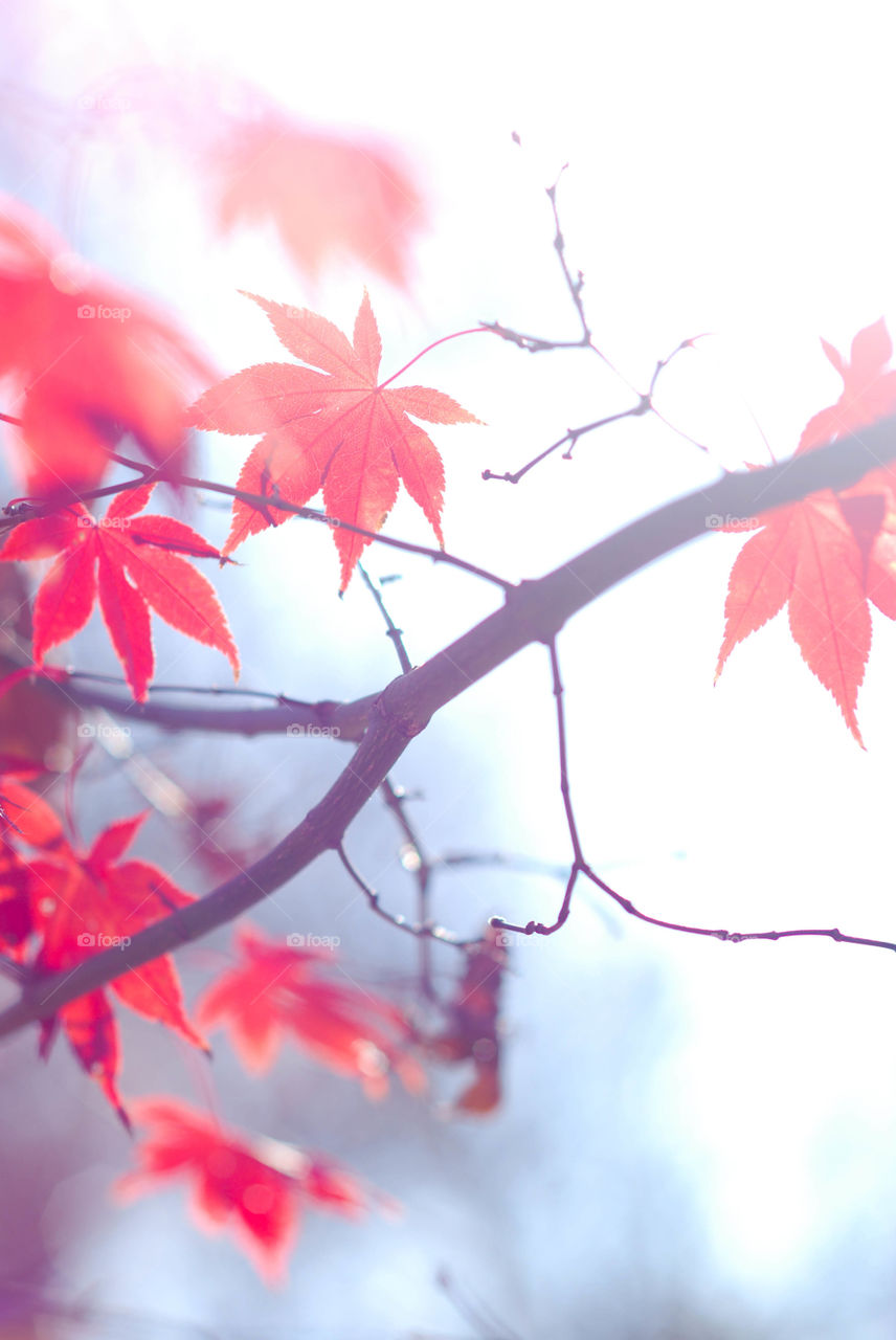 Red Japanese Maple Leaves