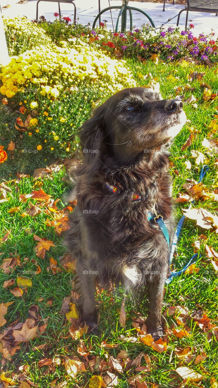 Obedient Dog. Enjoying a Morning Walk in Autumn