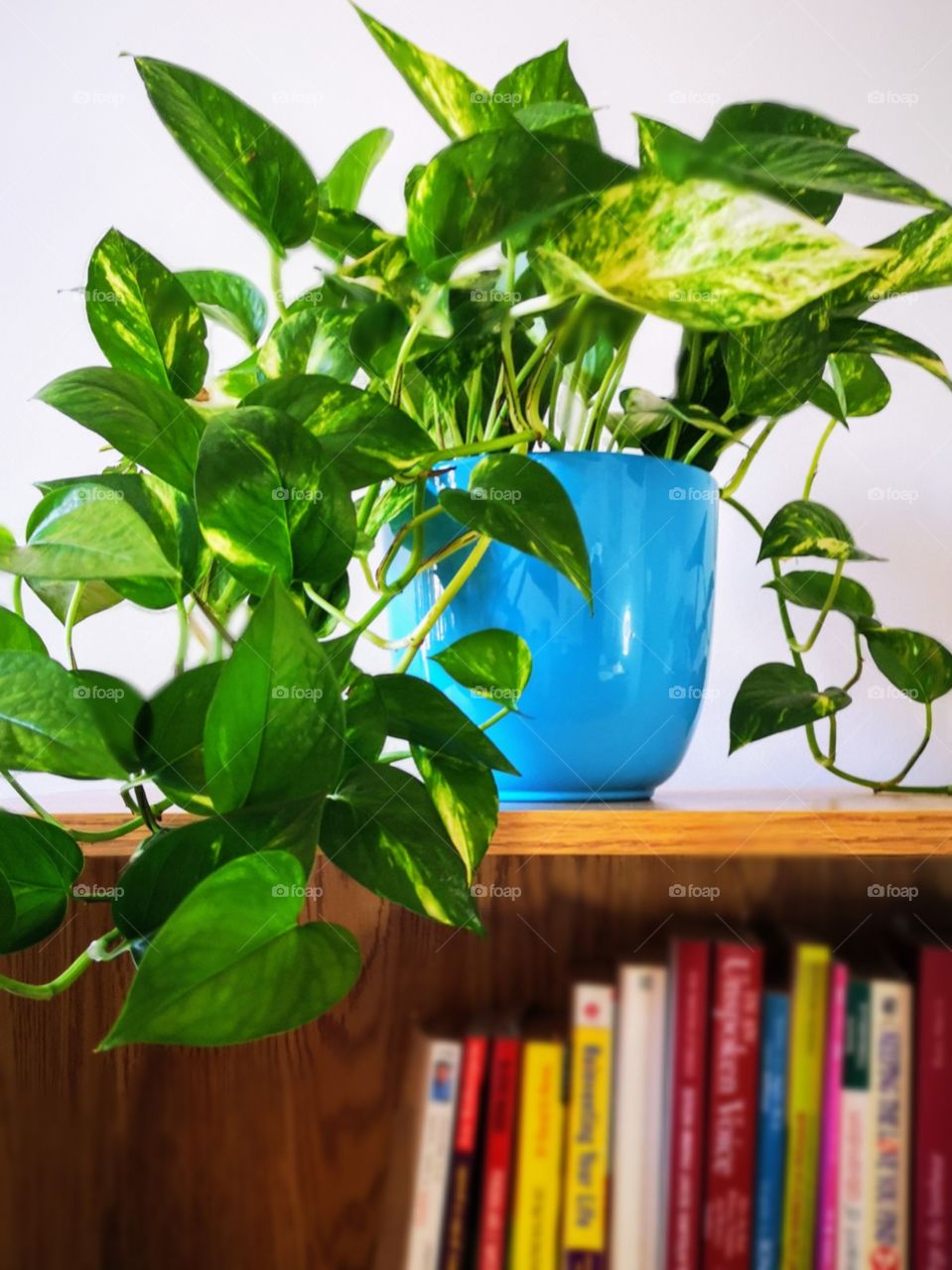 green plant in a library