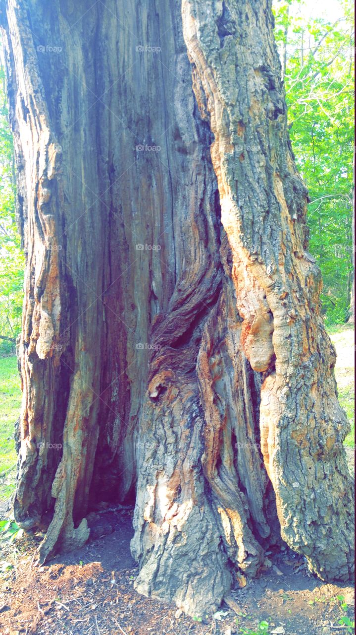 Hollow tree trunk