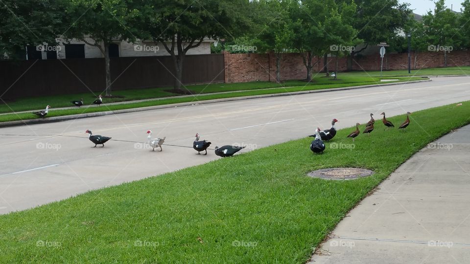 Geese crossing the street