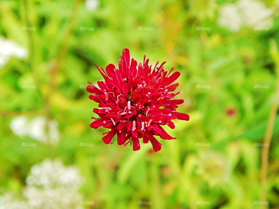 A red flower bursts open 