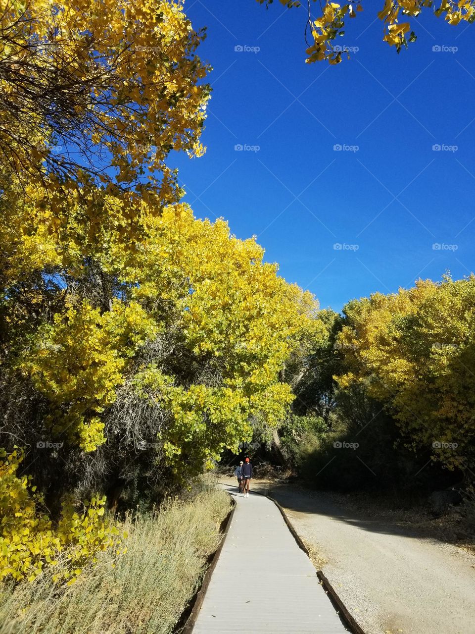 Narrow hiking trail, surrounded by golden leaves and blue sky.