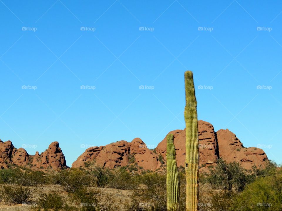 Arizona cactus . Landscape of formations and cactus  in Arizona 