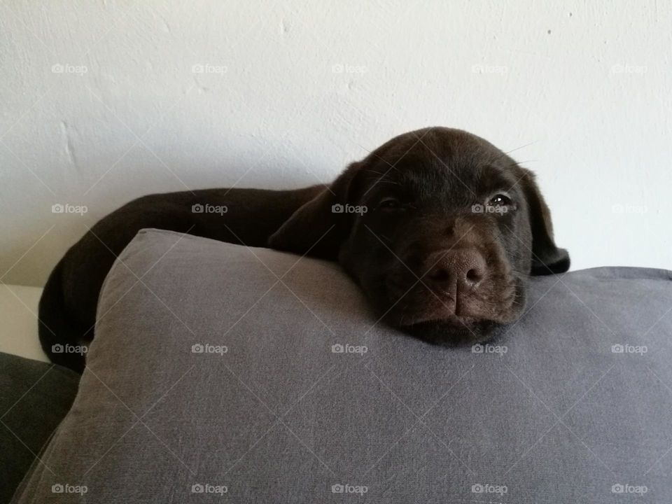 Brauner Labrador Retriever als Welpe