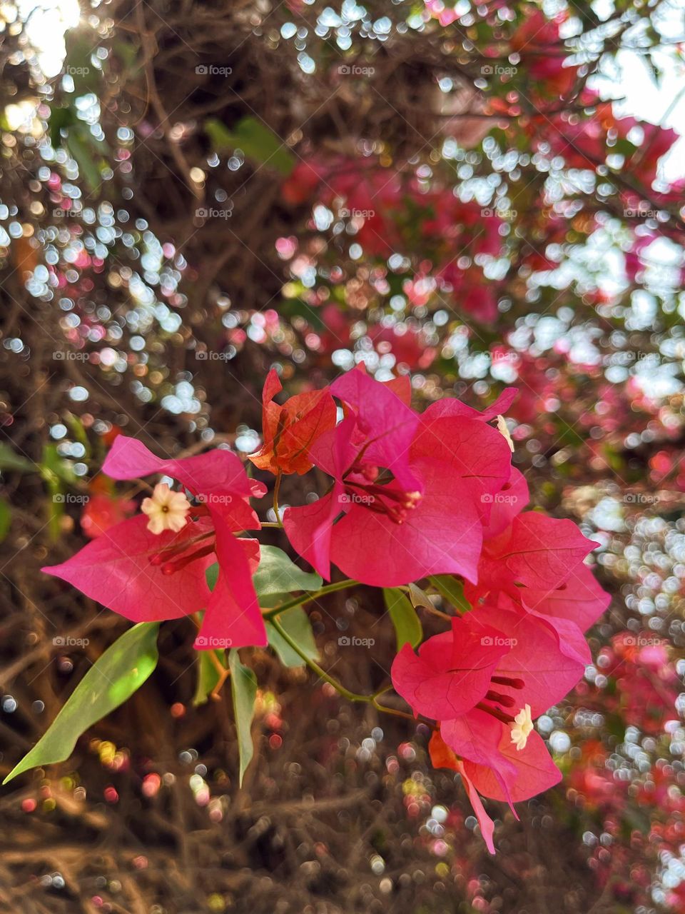 Bougainvillea 