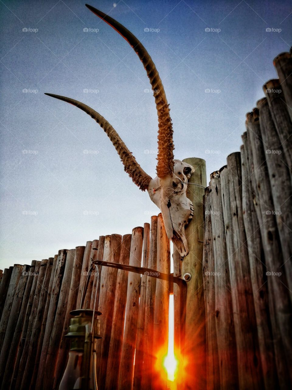 Buck head mounted on a fence
