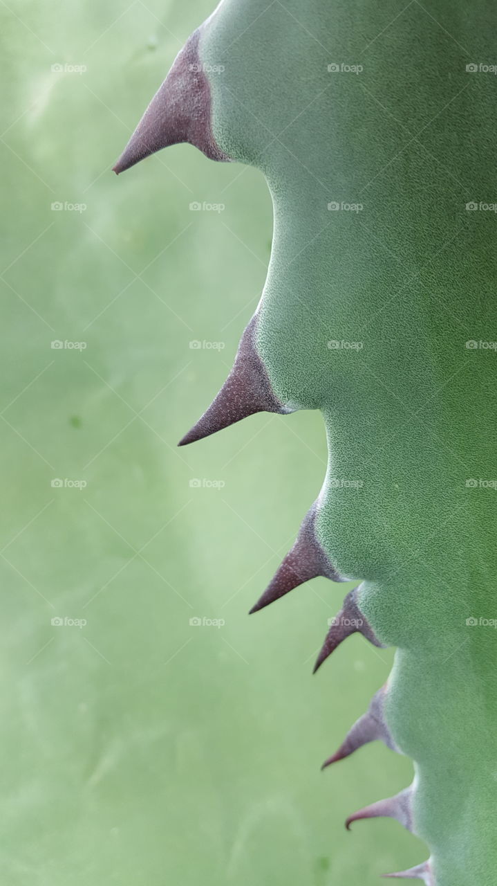 hooked leaf of green agave