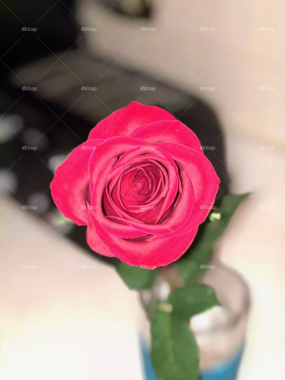 Gorgeous detailed rose 