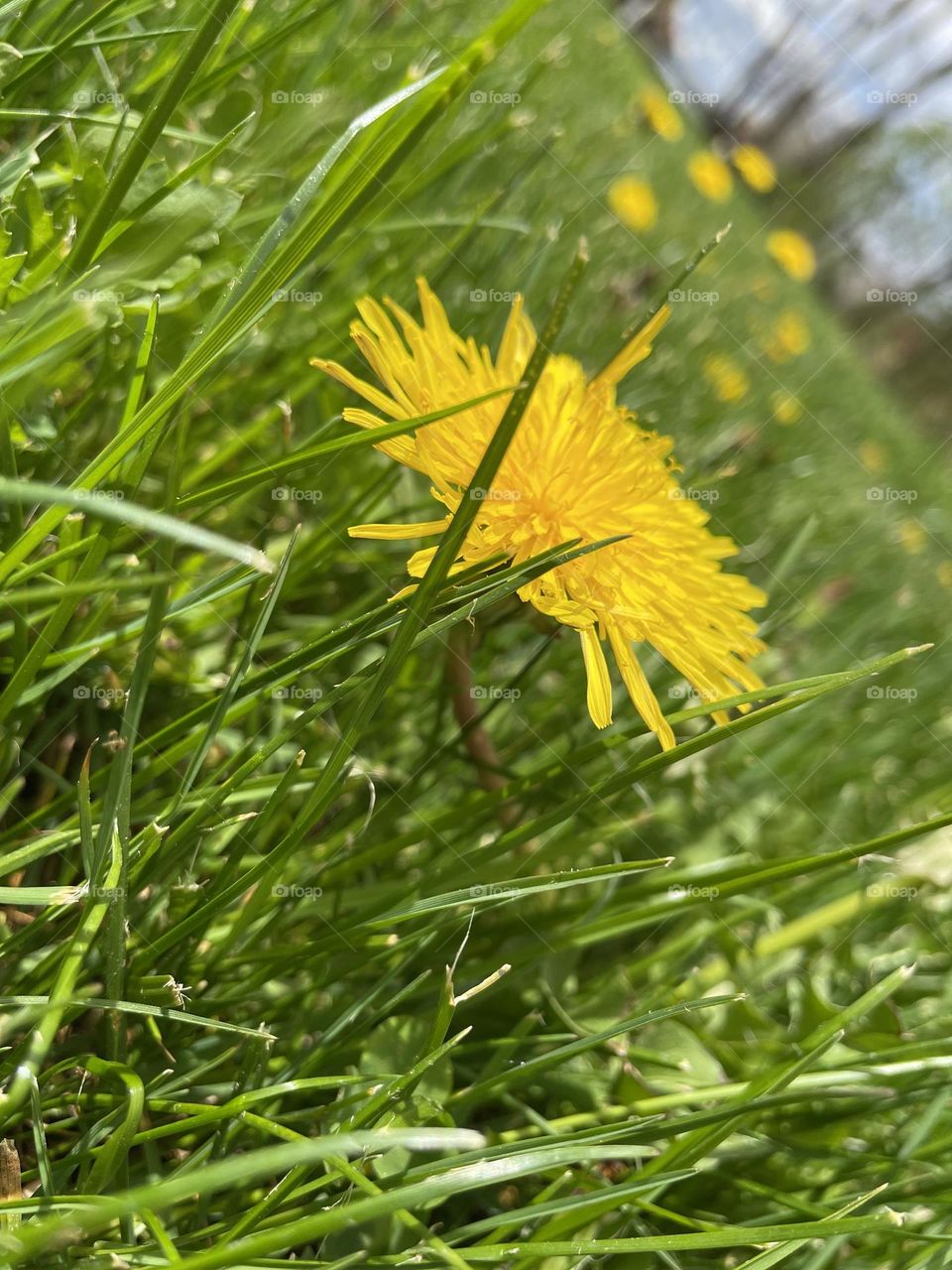 Dandelion