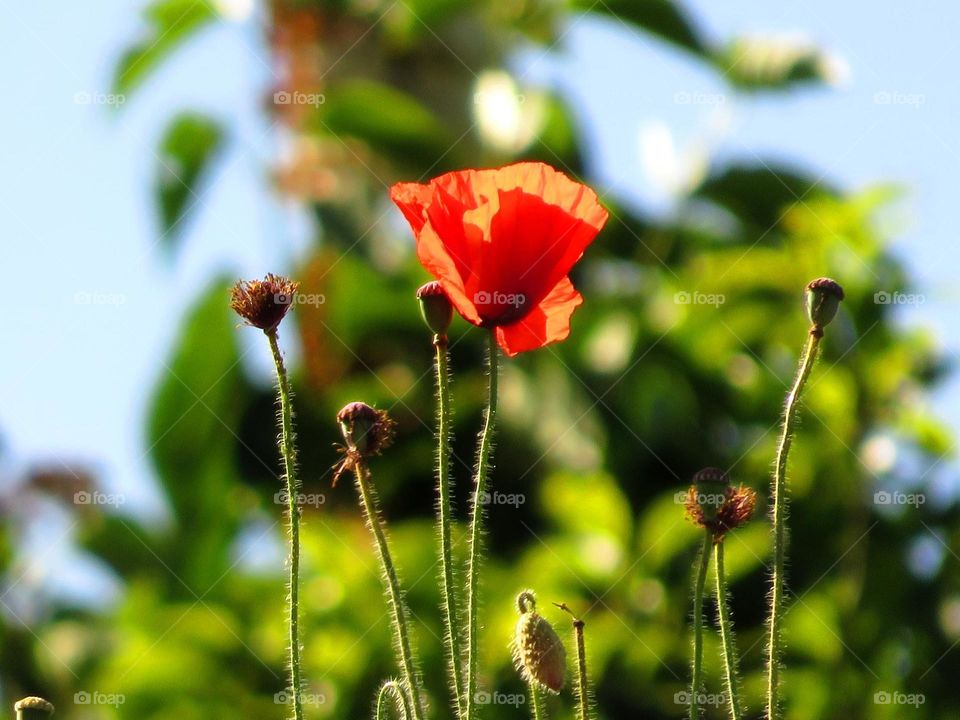 Close-up of poppies