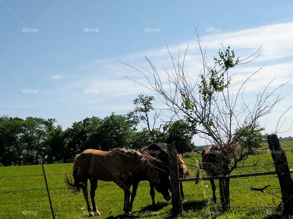 Horses