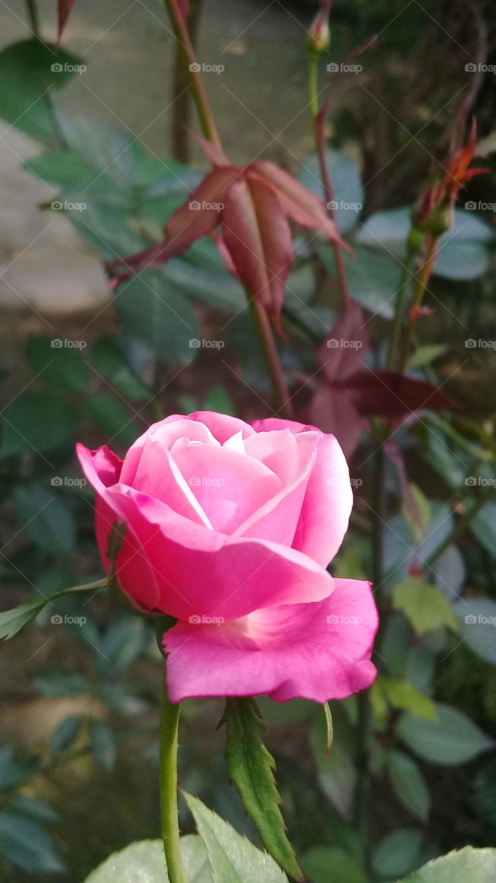Rose beauty.