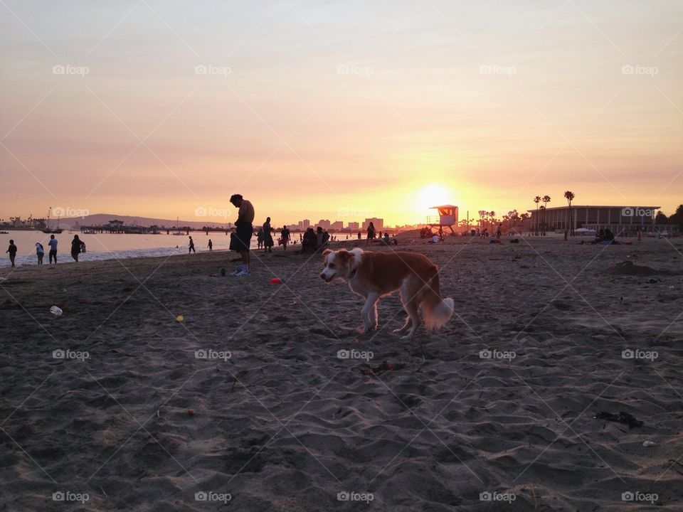 Dog on beach during sunset