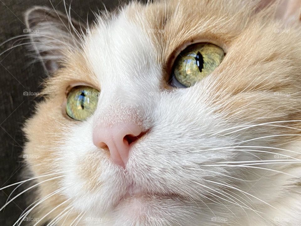 Cat face with gorgeous green eyes