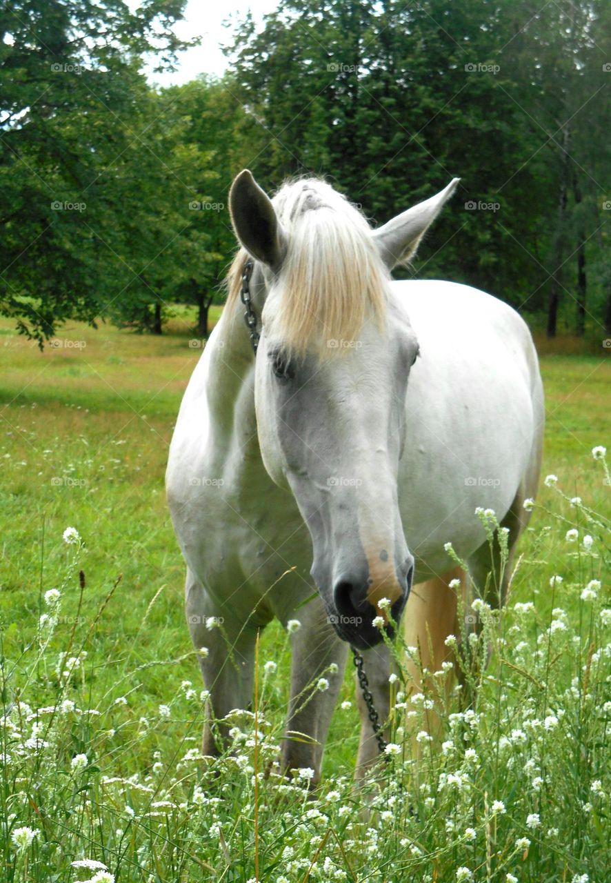 white horse and white 🤍 flowers in the green park summer time