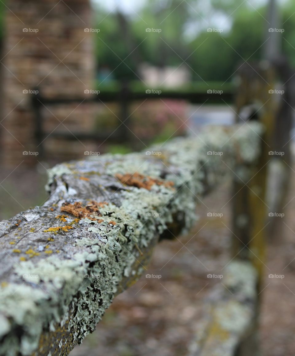 decaying fence