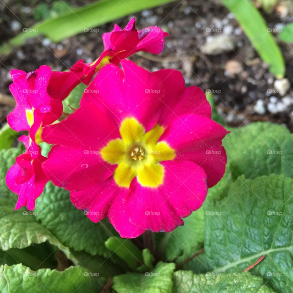 Pink and yellow flower
