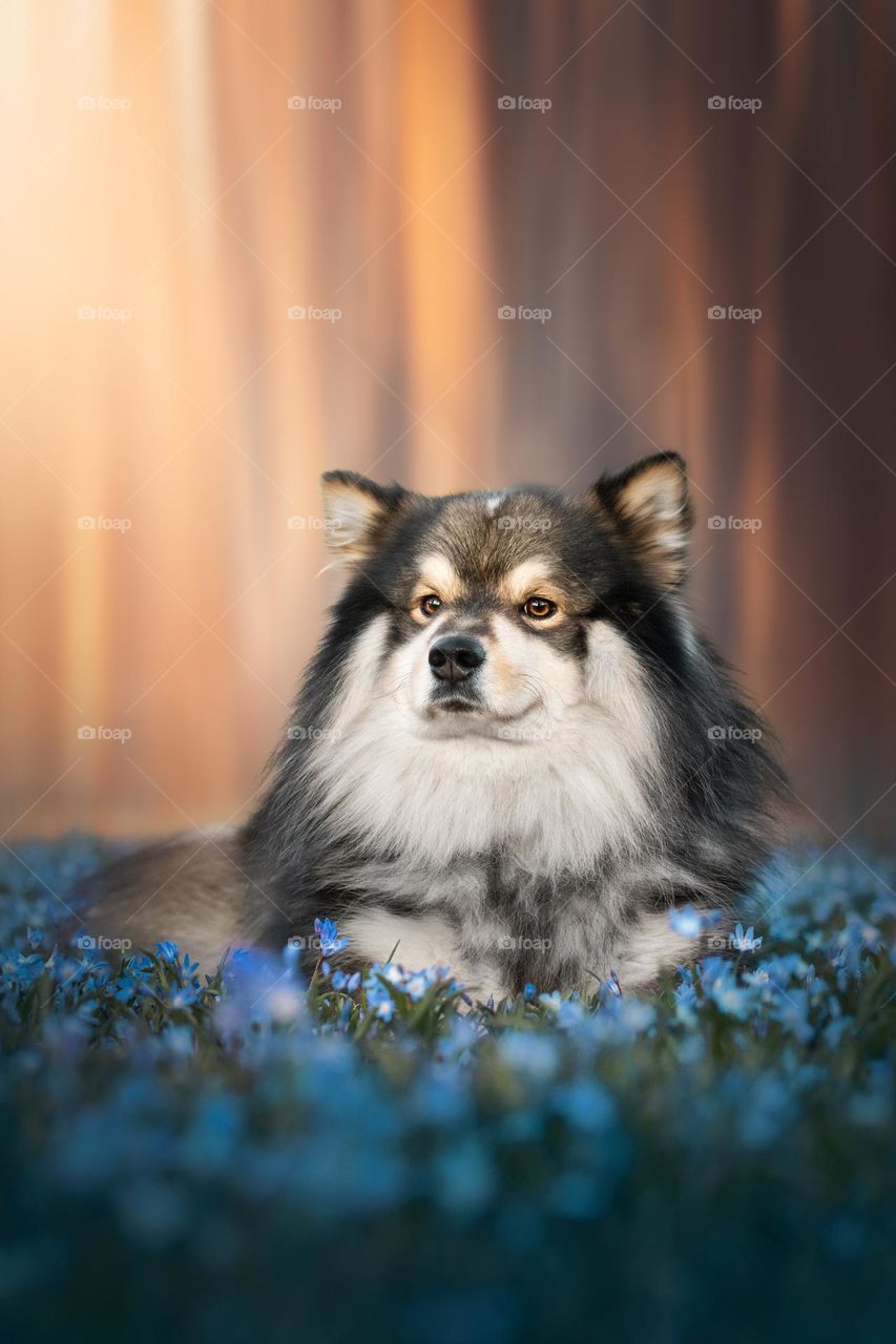 Portrait of a young Finnish Lapphund dog lying down outdoors in flower field