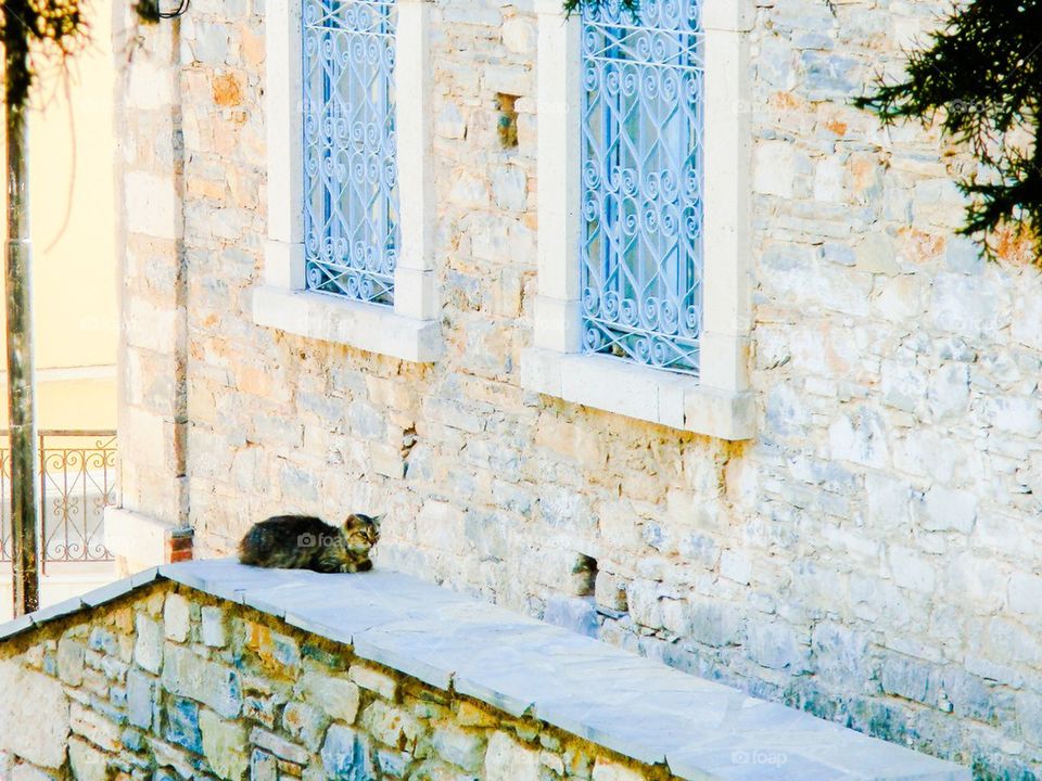 High angle view of cat