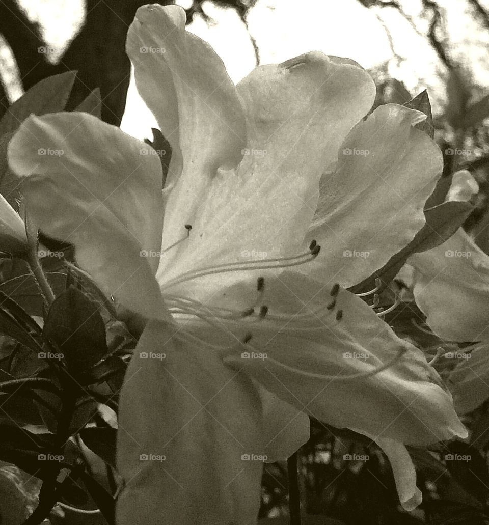 Azalea in full bloom 