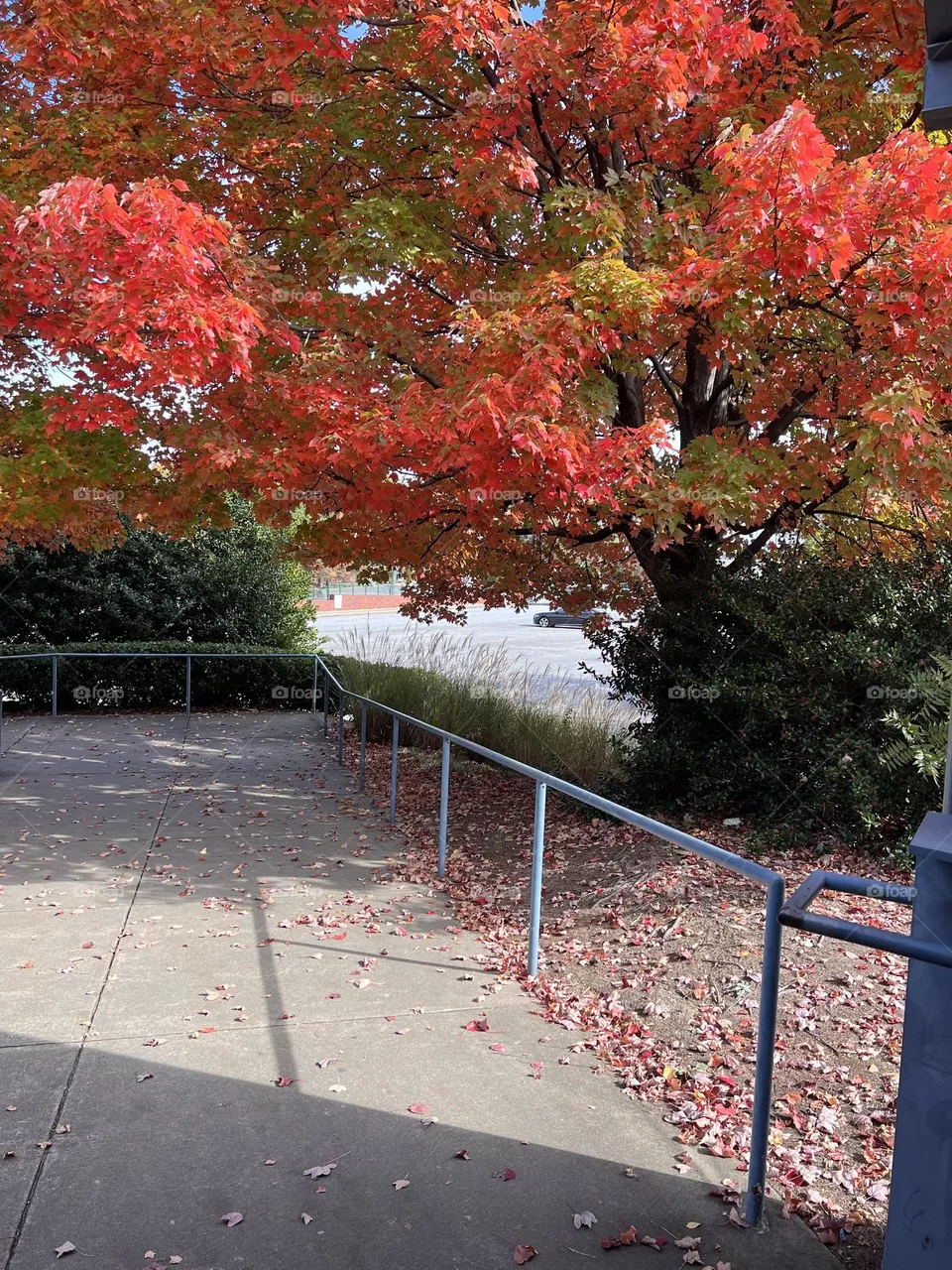 Fall days 