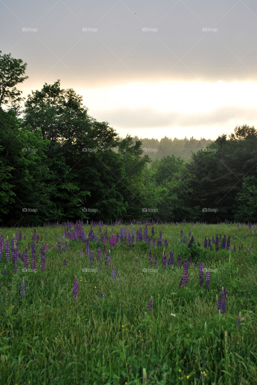 You just never know what you might find while out on a 4-wheeler ride. Just look at theses lupine. 