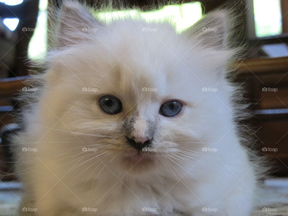 White kitten looking at camera