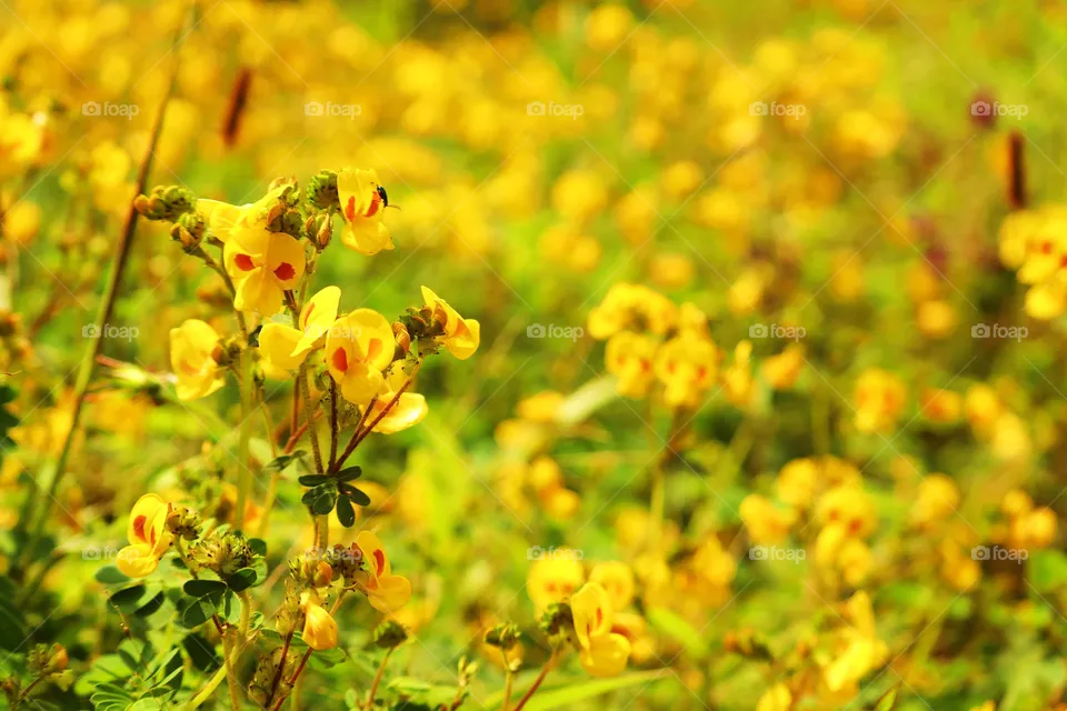 yellow flower, flower background, nature